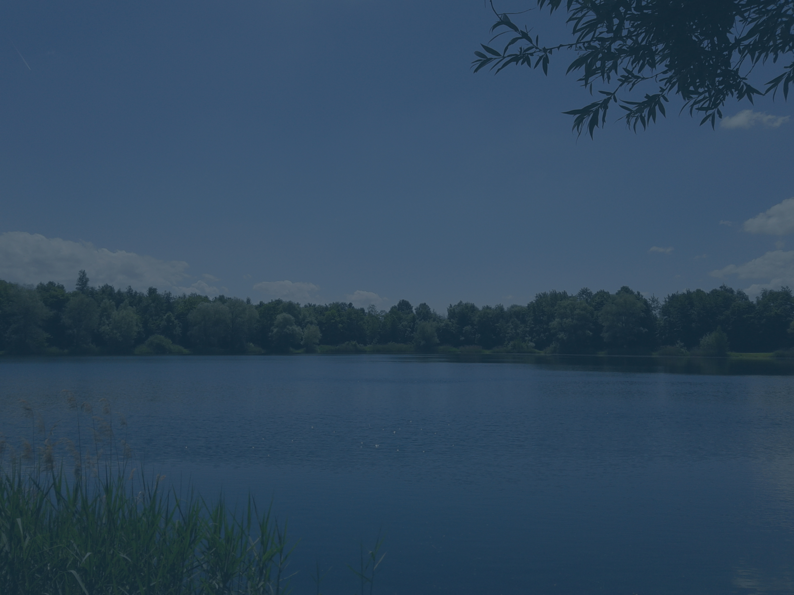 An image of a lake near Karlsruhe. It is a very peacefull place. No trace of humans. In the foreground on the left there is some tall grass. It is a warm summer day with only a few clouds.